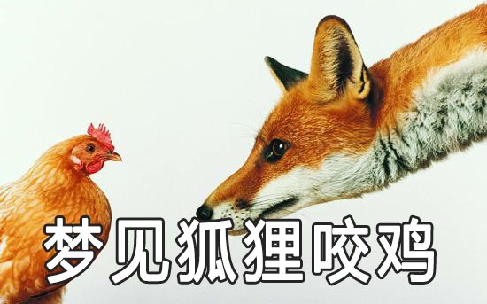三清山狐狸啃鸡图片