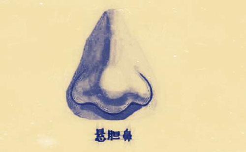 悬胆鼻标准图图片